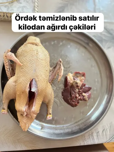 Ördək əti — Heyvanlar, Quşlar, Balıqlar, Bakı