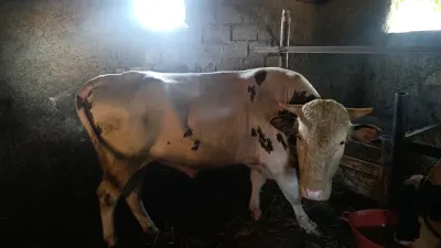 Dana — Heyvanlar, Quşlar, Balıqlar, Qusar
