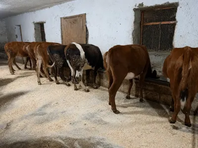 DANALAR — Heyvanlar, Quşlar, Balıqlar, Xaçmaz