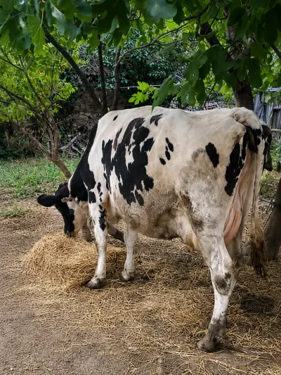 İNƏK — Heyvanlar, Quşlar, Balıqlar, İsmayıllı