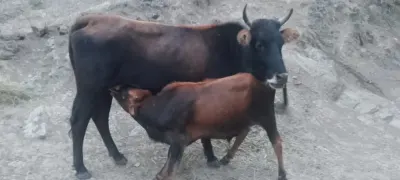İnək — Heyvanlar, Quşlar, Balıqlar, Astara