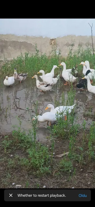 Qazlar — Heyvanlar, Quşlar, Balıqlar, Bakı — şəkil 5