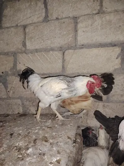 Xoruz — Heyvanlar, Quşlar, Balıqlar, Bakı — şəkil 4