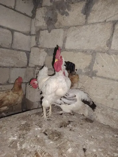 XORUZ — Heyvanlar, Quşlar, Balıqlar, Bakı