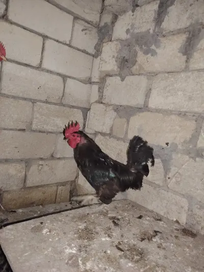 Xoruz — Heyvanlar, Quşlar, Balıqlar, Bakı — şəkil 3