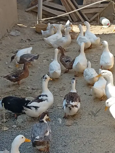 ÖRDƏKLƏR — Heyvanlar, Quşlar, Balıqlar, Bakı