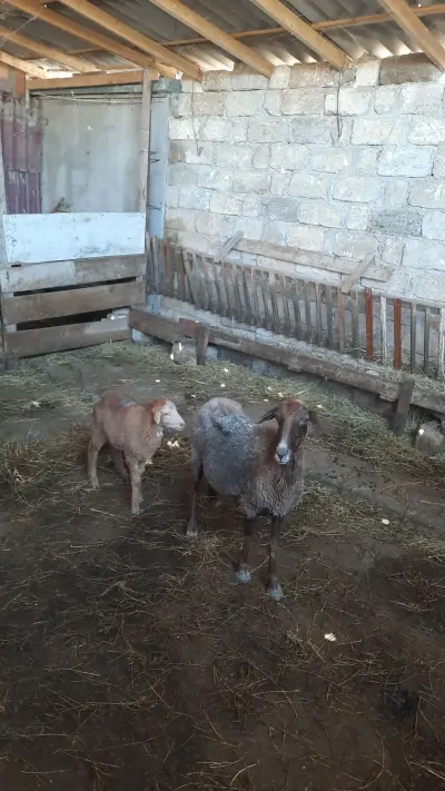 BALALI QOYUN — Heyvanlar, Quşlar, Balıqlar, Balakən