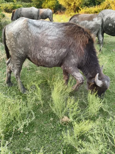 Camışlar — Heyvanlar, Quşlar, Balıqlar, Ağsu