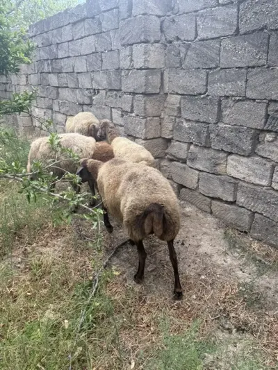 Qoyunlar — Heyvanlar, Quşlar, Balıqlar, Bakı