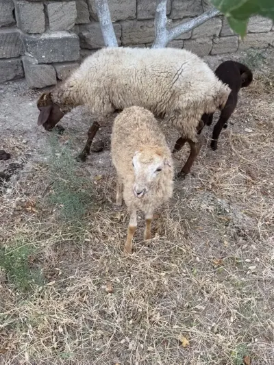 QUZU — Heyvanlar, Quşlar, Balıqlar, Bakı