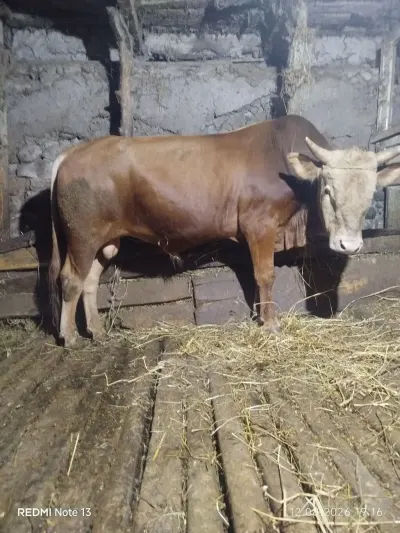 Dana — Heyvanlar, Quşlar, Balıqlar, Lerik — şəkil 2
