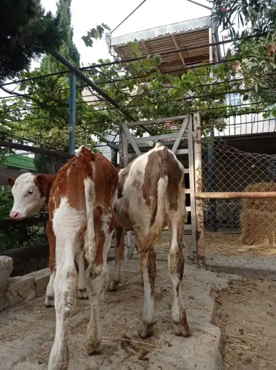 Buzov — Heyvanlar, Quşlar, Balıqlar, Bakı — şəkil 2