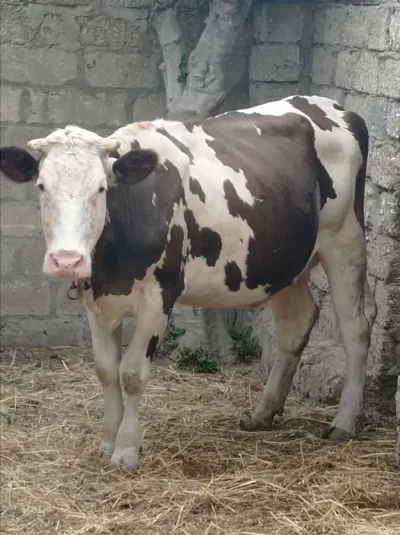 İNƏK — Heyvanlar, Quşlar, Balıqlar, Bakı