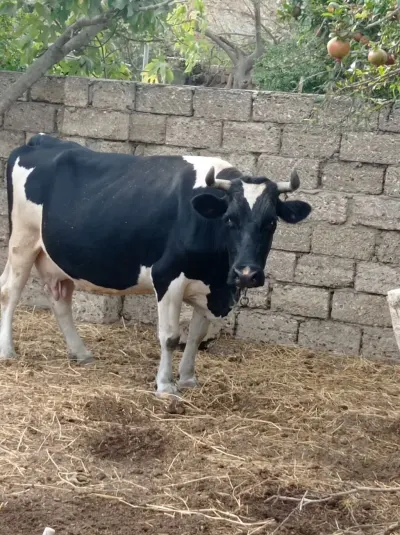 İNƏK — Heyvanlar, Quşlar, Balıqlar, Bakı