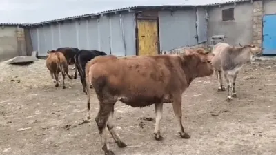 Düyə — Heyvanlar, Quşlar, Balıqlar, Bakı — şəkil 2