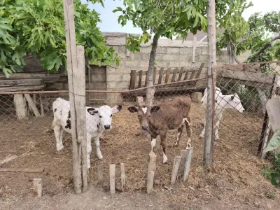 BUZOV — Heyvanlar, Quşlar, Balıqlar, Balakən