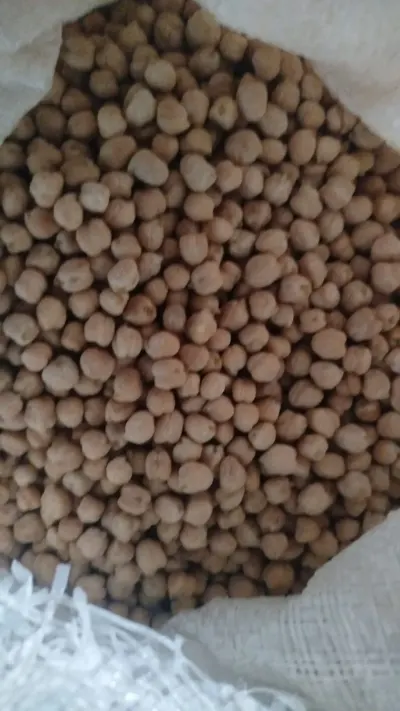 Chickpeas — Vegetables and Greens, Jalilabad