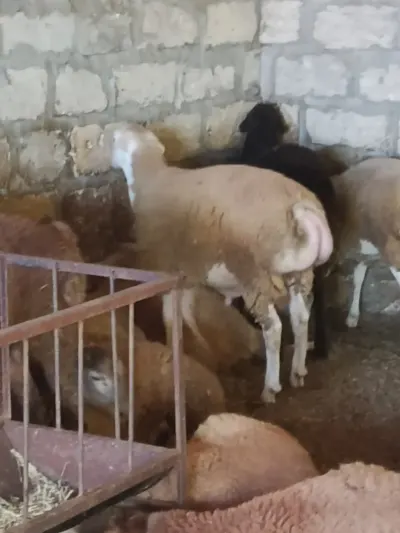 Quzular — Heyvanlar, Quşlar, Balıqlar, Yevlax — şəkil 4