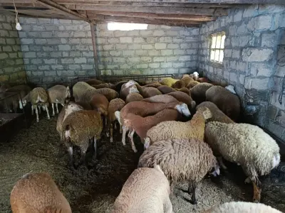 Quzular — Heyvanlar, Quşlar, Balıqlar, Yevlax
