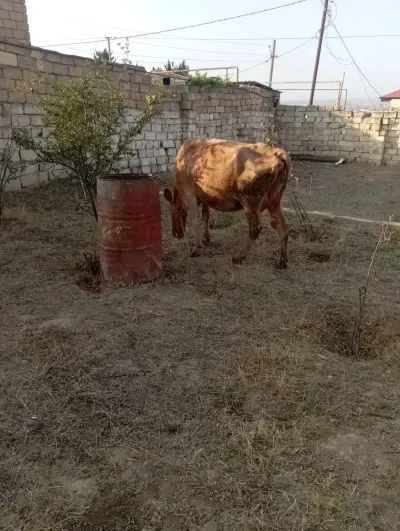 İNƏK — Heyvanlar, Quşlar, Balıqlar, Xırdalan