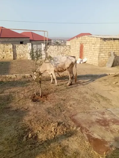 Düyə — Heyvanlar, Quşlar, Balıqlar, Xırdalan — şəkil 2