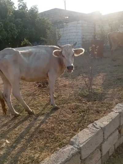DÜYƏ — Heyvanlar, Quşlar, Balıqlar, Xırdalan