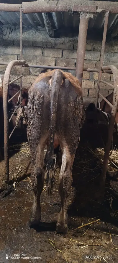Danalar — Heyvanlar, Quşlar, Balıqlar, Quba — şəkil 3