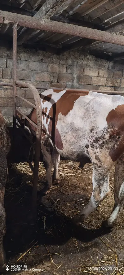 Danalar — Heyvanlar, Quşlar, Balıqlar, Quba — şəkil 4