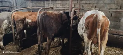 DANALAR — Heyvanlar, Quşlar, Balıqlar, Quba