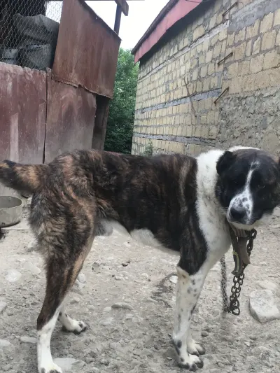 İt — Heyvanlar, Quşlar, Balıqlar, İsmayıllı
