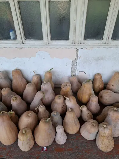 BALQABAQ — Tərəvəzlər və Göyərtilər, Goranboy