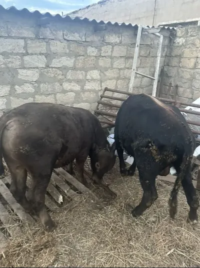 Dana — Heyvanlar, Quşlar, Balıqlar, Sumqayıt