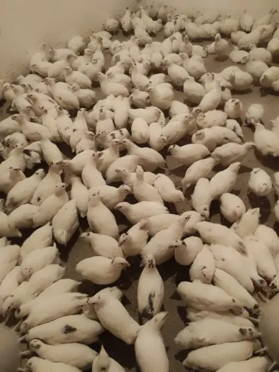 BiLDİRÇİN — Heyvanlar, Quşlar, Balıqlar, Şəmkir