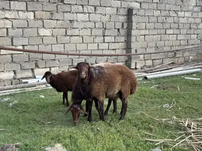 Qoyunlar — Heyvanlar, Quşlar, Balıqlar, Bakı — şəkil 2