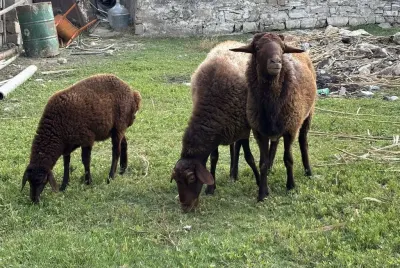 Qoyunlar — Heyvanlar, Quşlar, Balıqlar, Bakı