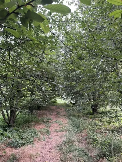 MEYVƏ BAĞI — Kənd Təsərrüfatı Əmlakı, Quba