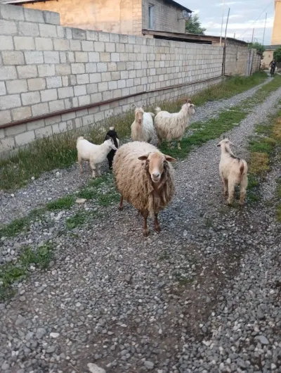 Qoyun — Heyvanlar, Quşlar, Balıqlar, Quba