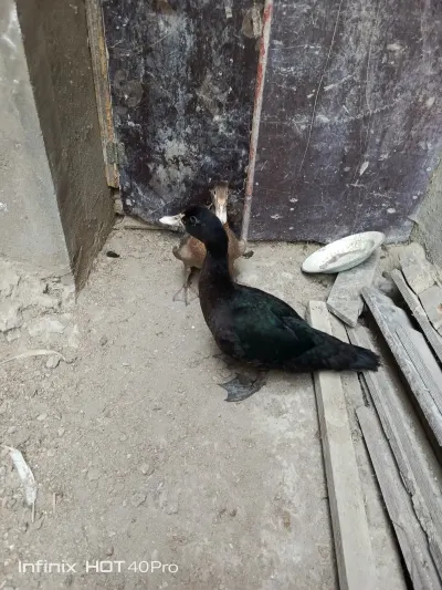 Ördək — Heyvanlar, Quşlar, Balıqlar, Bakı — şəkil 3