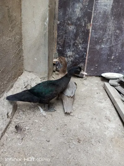 ÖRDƏK — Heyvanlar, Quşlar, Balıqlar, Bakı