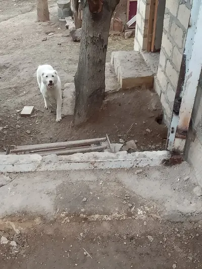 İt — Heyvanlar, Quşlar, Balıqlar, Şəmkir