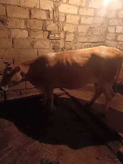 Balalı inək — Heyvanlar, Quşlar, Balıqlar, Bakı