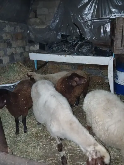 Qoyunlar — Heyvanlar, Quşlar, Balıqlar, Bakı — şəkil 2