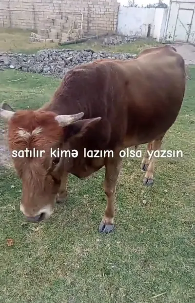 Dana — Heyvanlar, Quşlar, Balıqlar, Kürdəmir