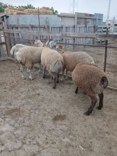 Quzular — Heyvanlar, Quşlar, Balıqlar, Sumqayıt