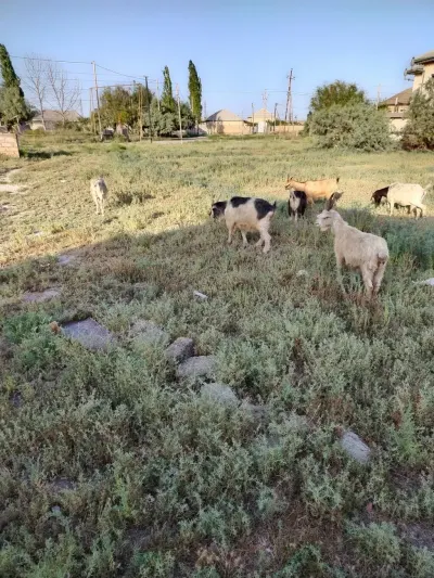 Keçilər — Heyvanlar, Quşlar, Balıqlar, Salyan — şəkil 2
