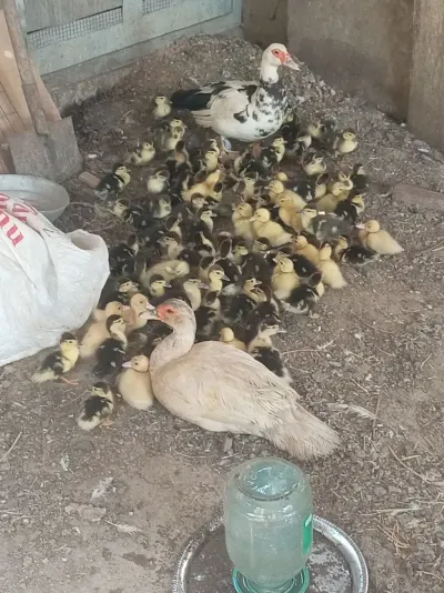 Ördək balası — Heyvanlar, Quşlar, Balıqlar, Bakı