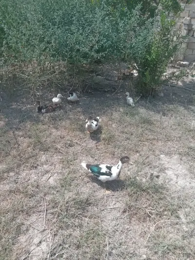 Ördək — Heyvanlar, Quşlar, Balıqlar, Salyan — şəkil 2