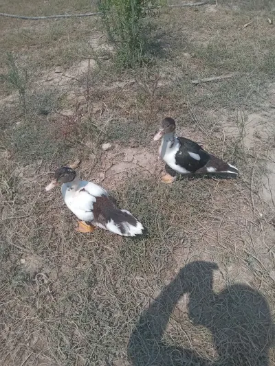 ÖRDƏK — Heyvanlar, Quşlar, Balıqlar, Salyan