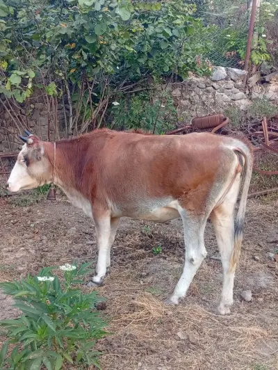 Düyə — Heyvanlar, Quşlar, Balıqlar, Xocalı