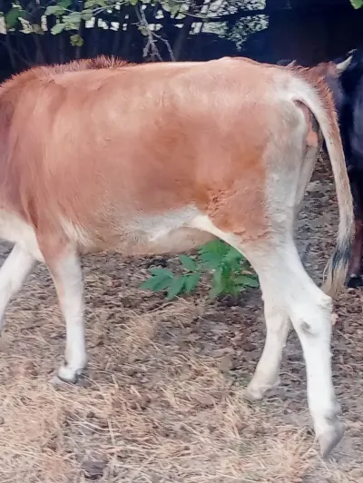 Düyə — Heyvanlar, Quşlar, Balıqlar, Xocalı — şəkil 2
